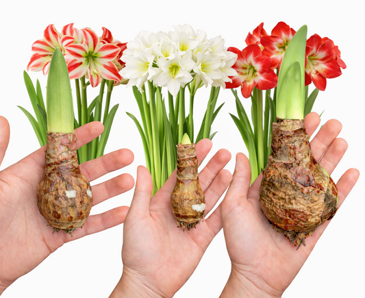 Hippeastrum Bulbs with flowers in background