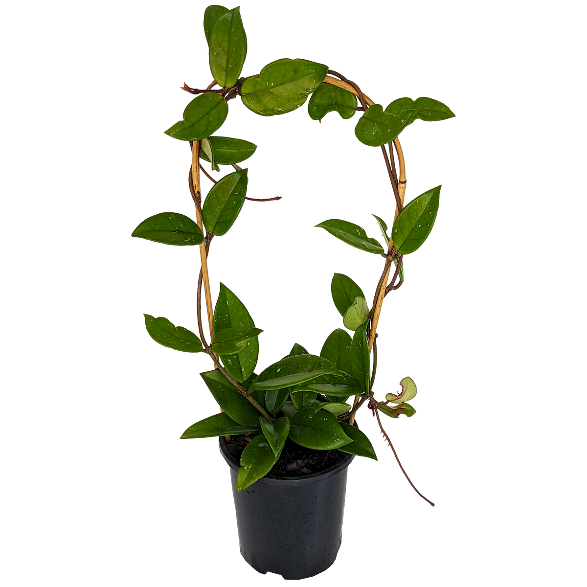 Hoya carnosa - Wax Flower 140mm