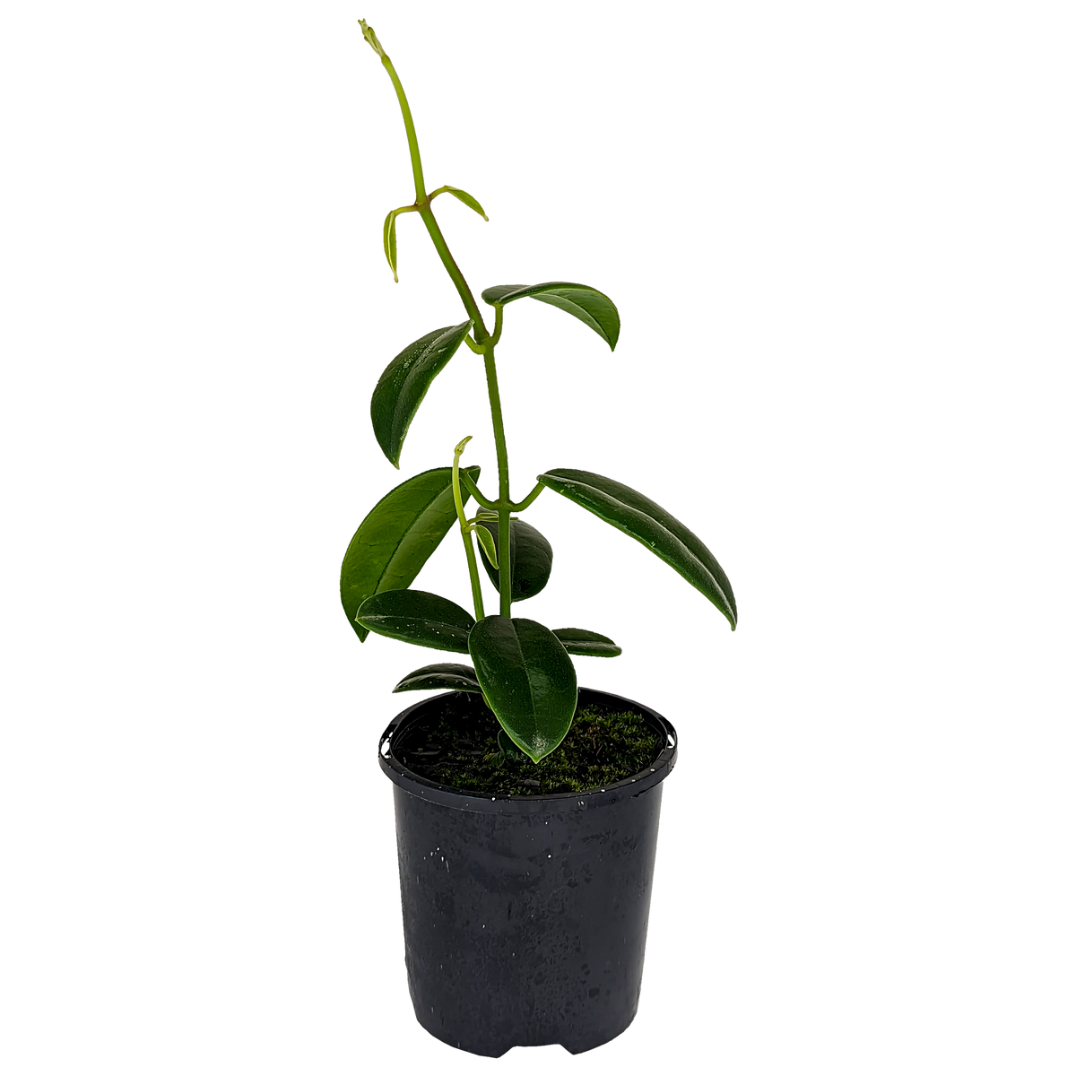 Hoya coronaria - Wax Flower 100mm