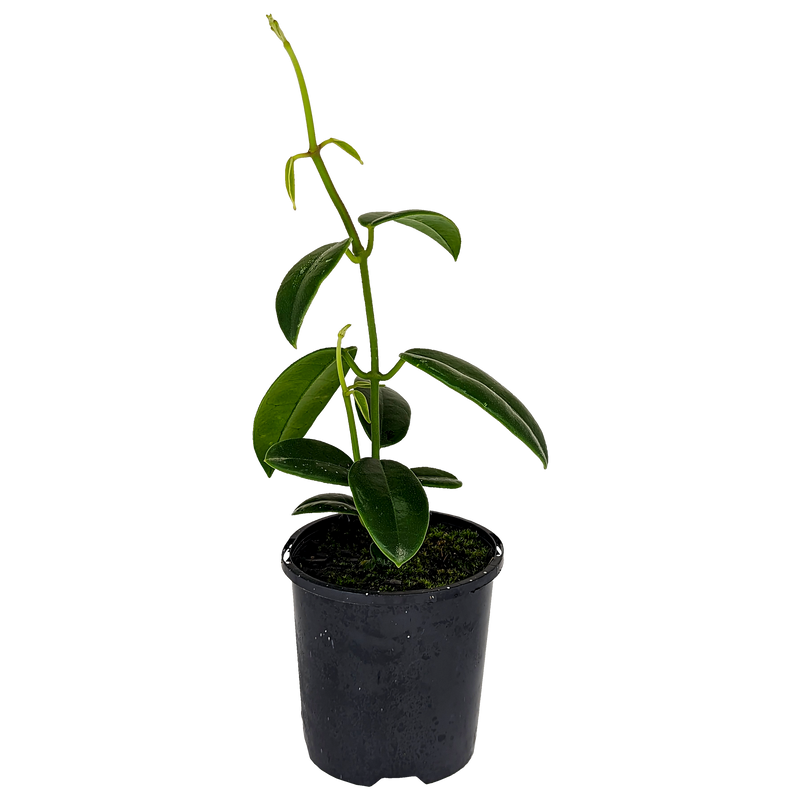 Hoya coronaria - Wax Flower 100mm