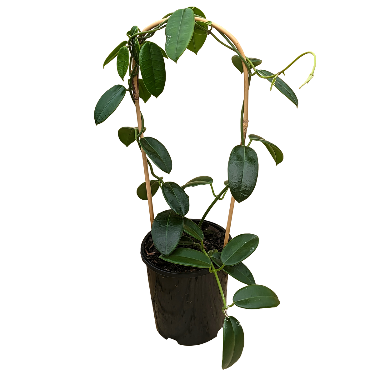 Hoya coronaria - Wax Flower 140mm