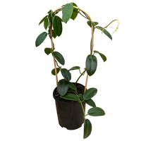 Hoya coronaria - Wax Flower 140mm
