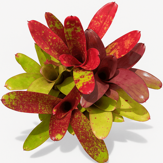 Neoregelia XL Assorted Bundle