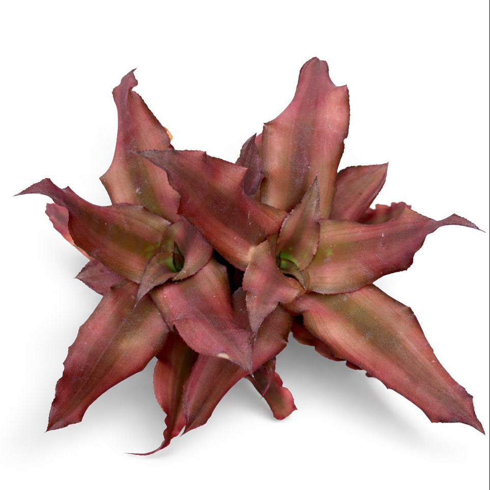 Cryptanthus Spring Star (Top)