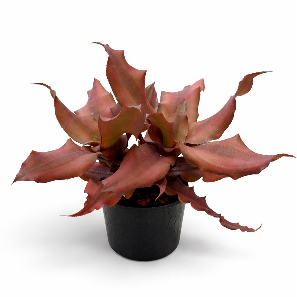 Cryptanthus Spring Star (Side)