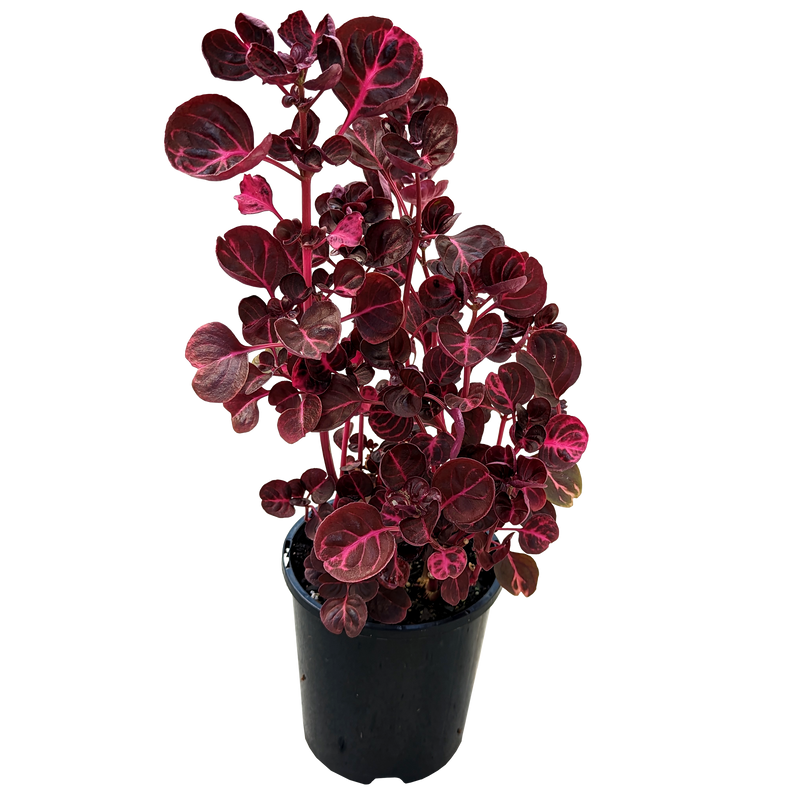 Iresine herbstii - Blood Leaf Plant 125mm