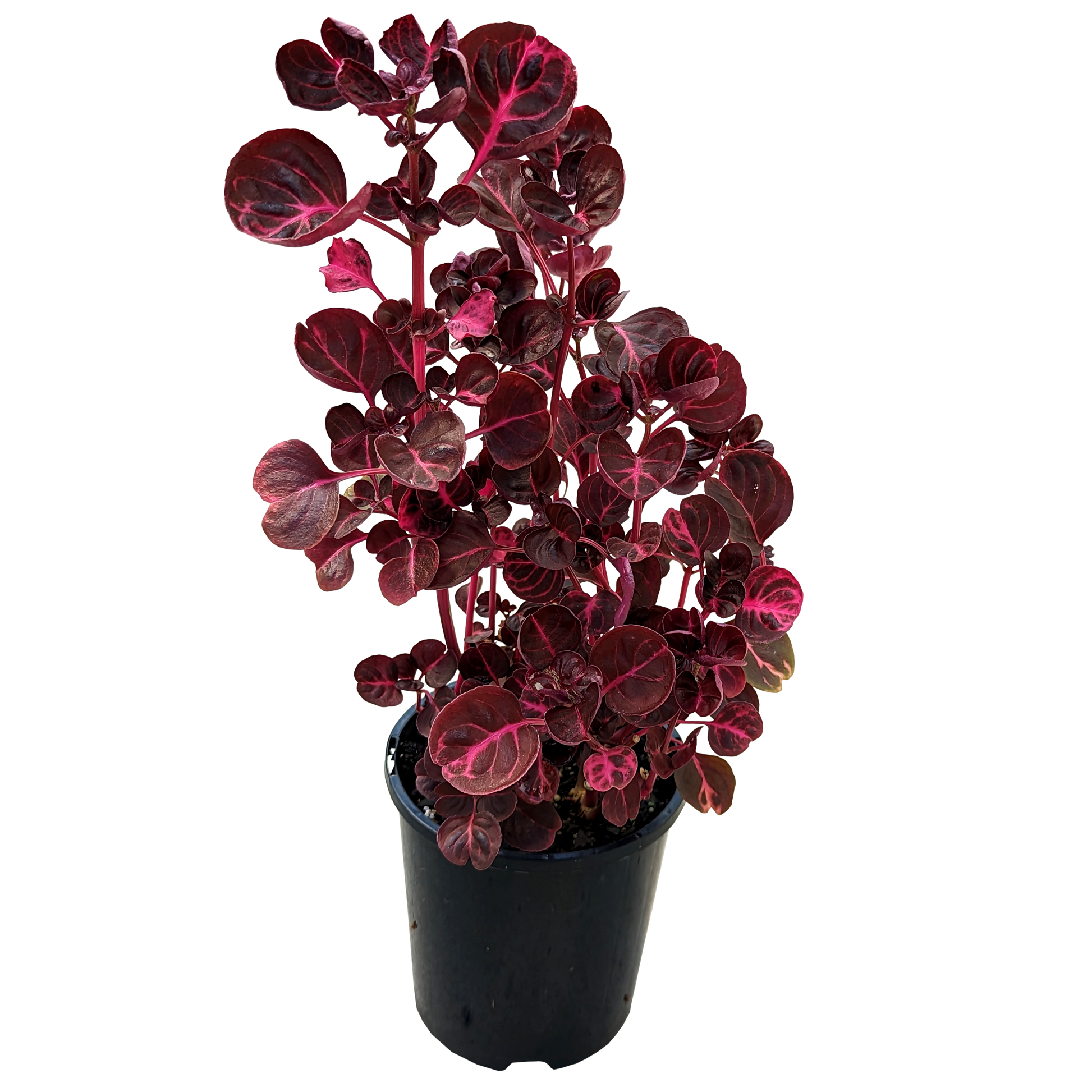 blood red foliage Iresene herbstii blood leaf plant.