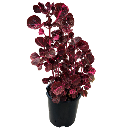 blood red foliage Iresene herbstii blood leaf plant.