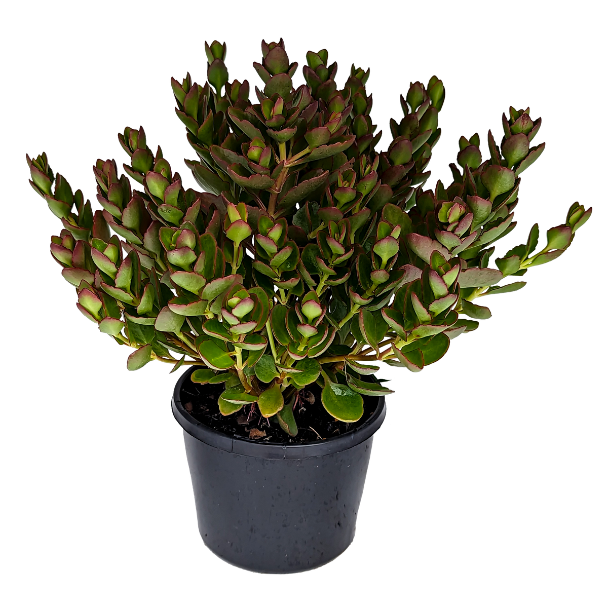 Kalanchoe mirabella - Magic Bells 125mm