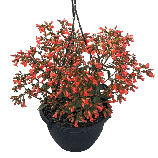 Kalanchoe mirabella - Magic Bells 200mm Flowering