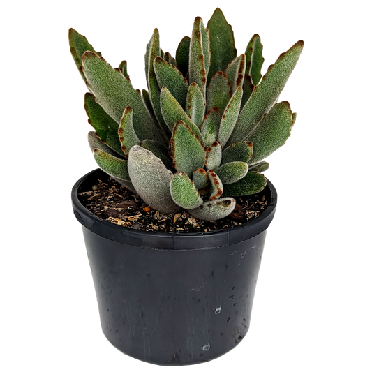 furry bunny ear shaped foliage succulent. Kalanchoe Panda plant. 