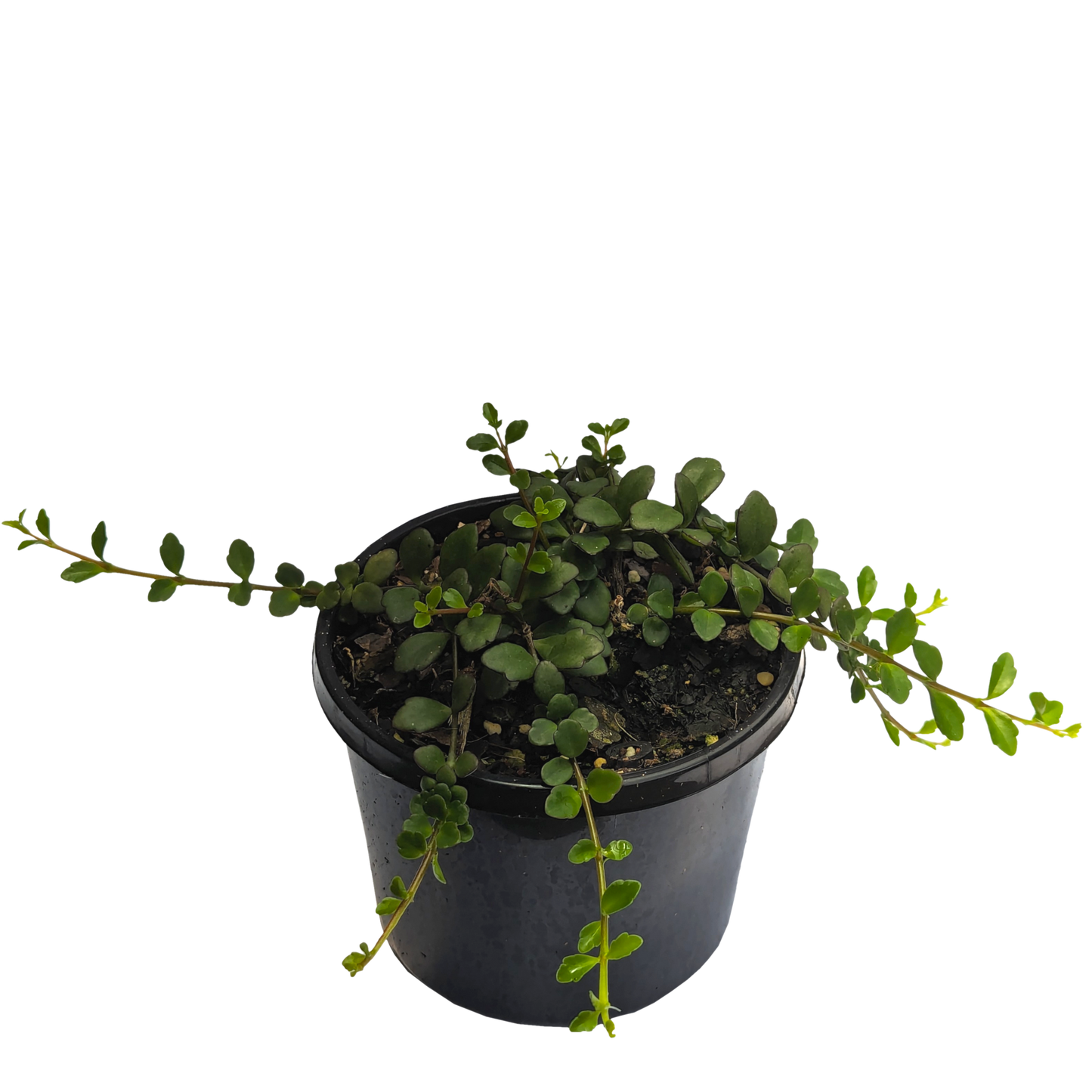Trailing scalloped edge Kalanchoe Uniflora Angel Lamp succulent in pot.