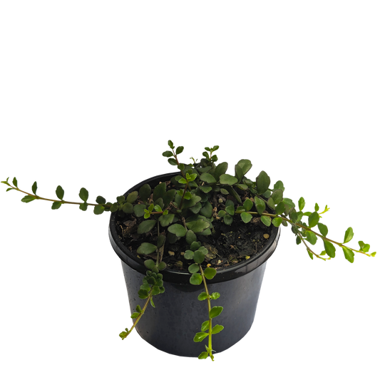 Trailing scalloped edge Kalanchoe Uniflora Angel Lamp succulent in pot.