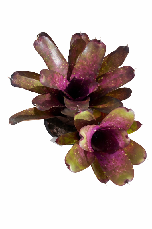 Neoregelia Klingon