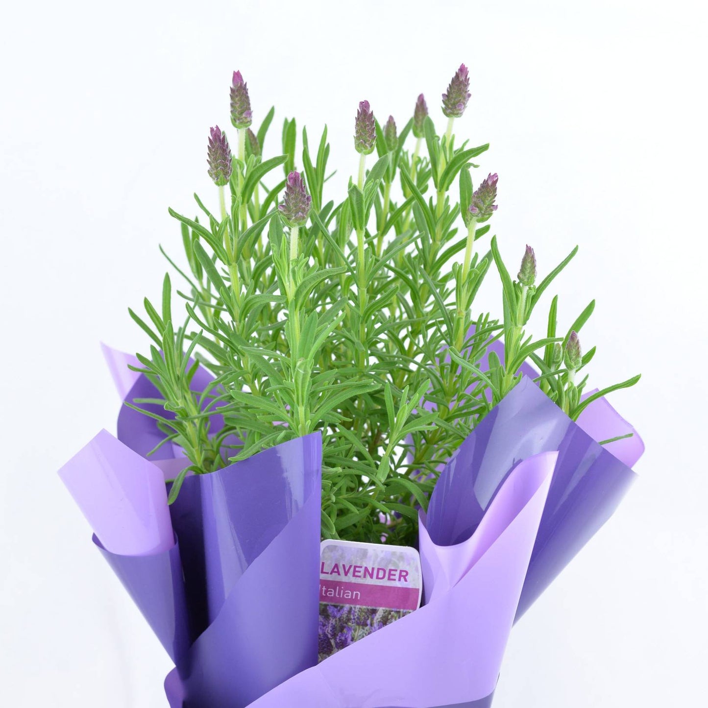 Gifted Lavander Example