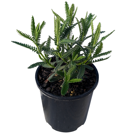 Lavandula dentata - French Lavender 140mm