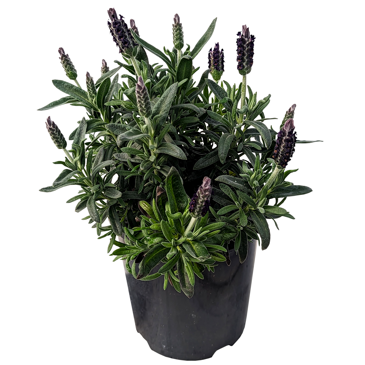 italian lavander in pot 
