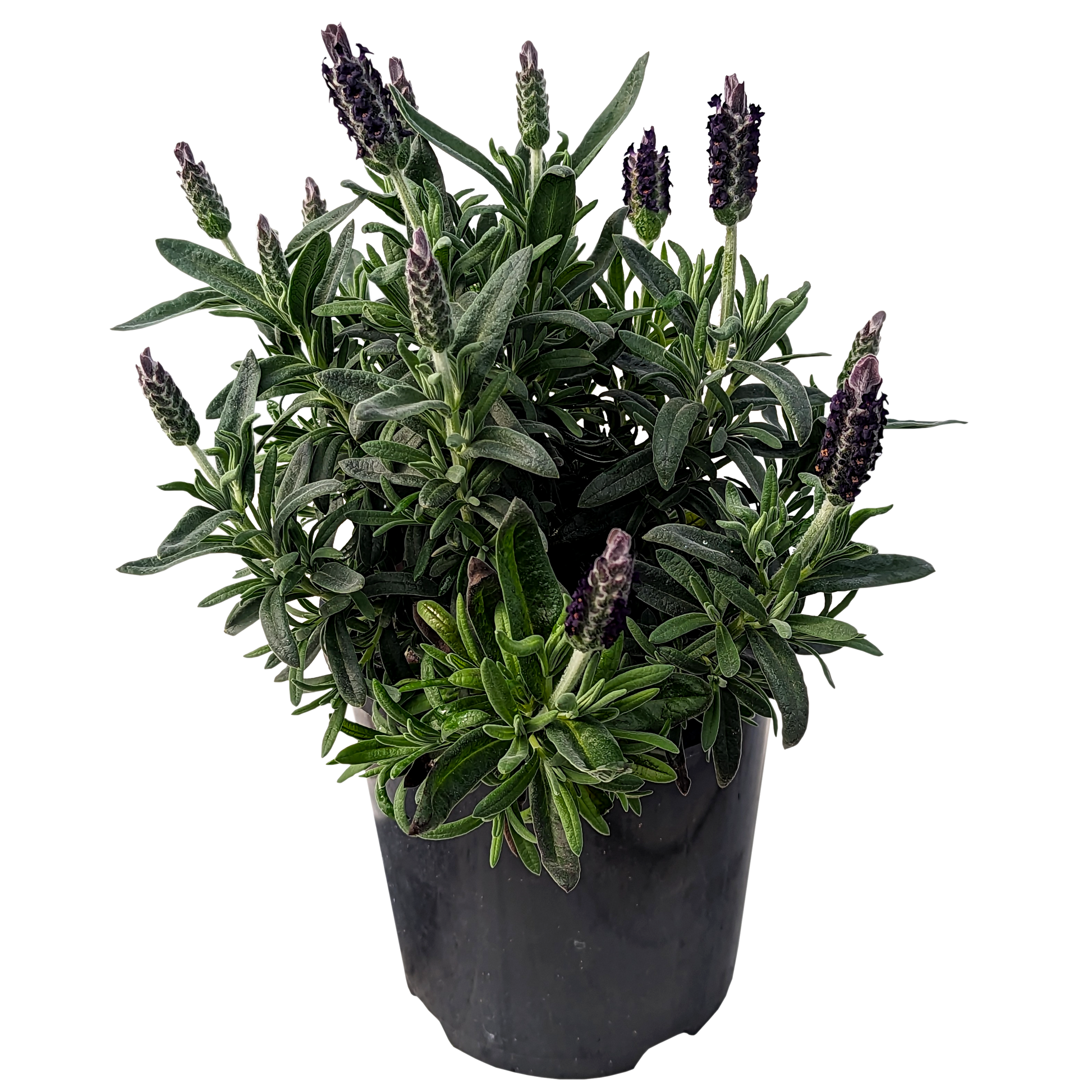 italian lavander in pot 