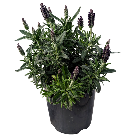 italian lavander in pot 