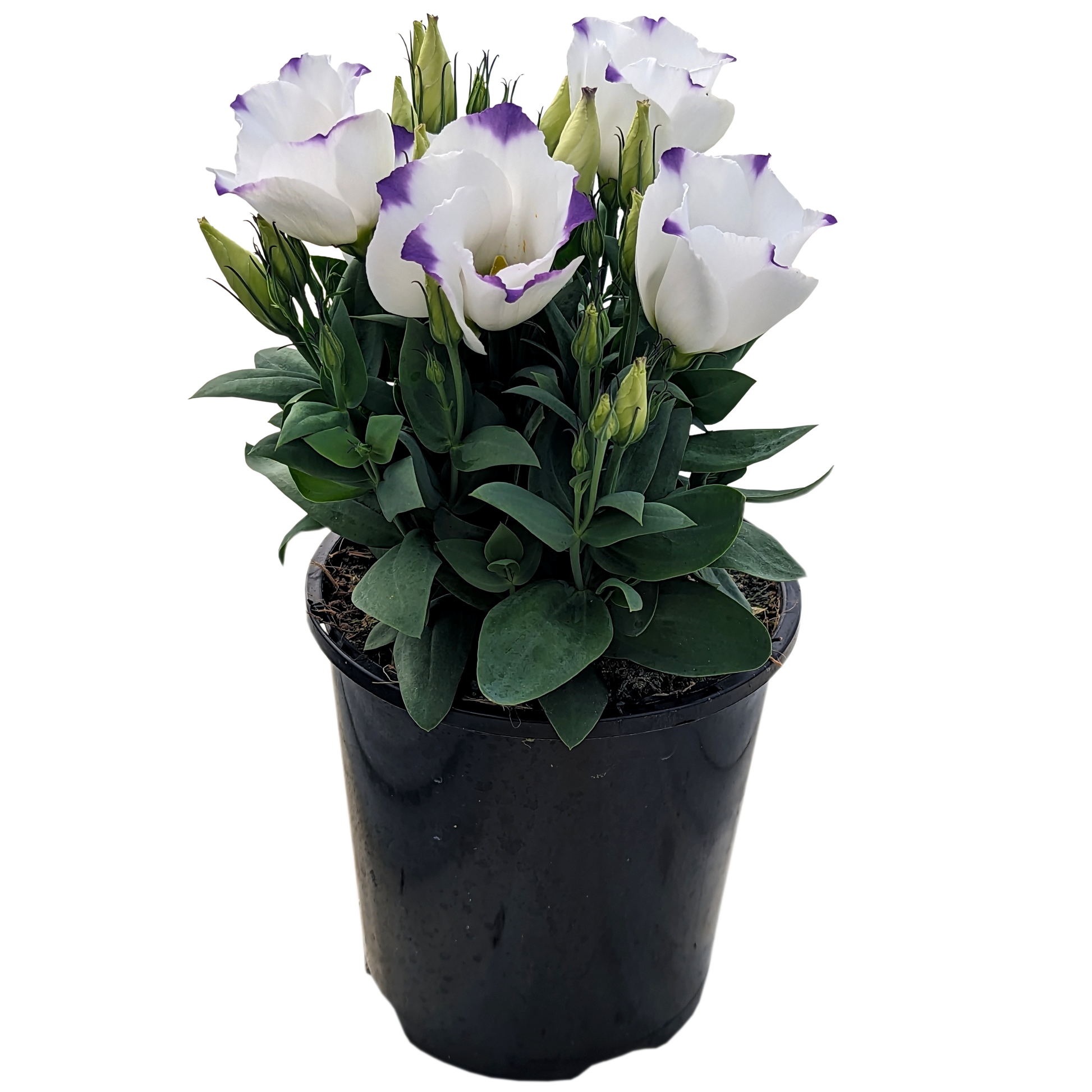 white and purple flower potted lisianthus