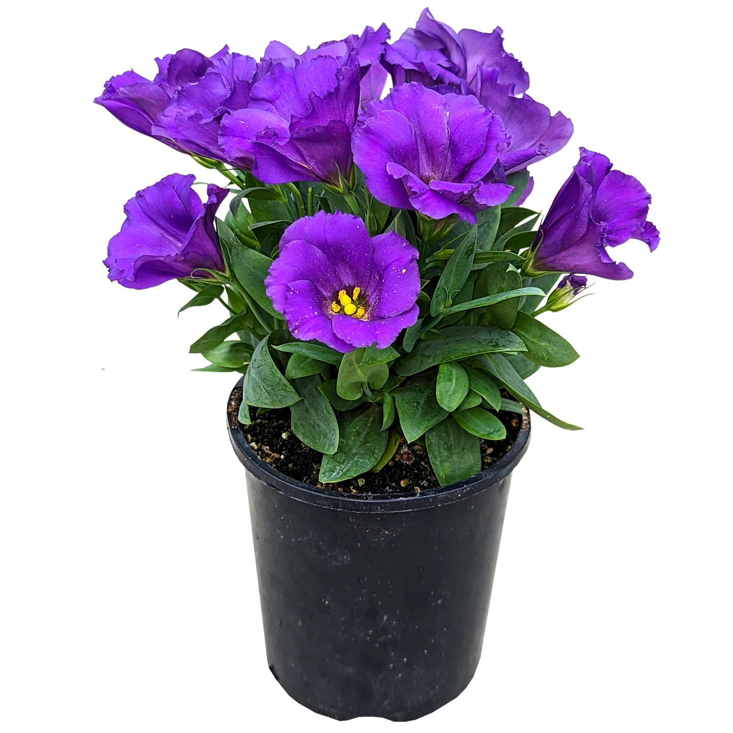 purple flower potted lisianthus