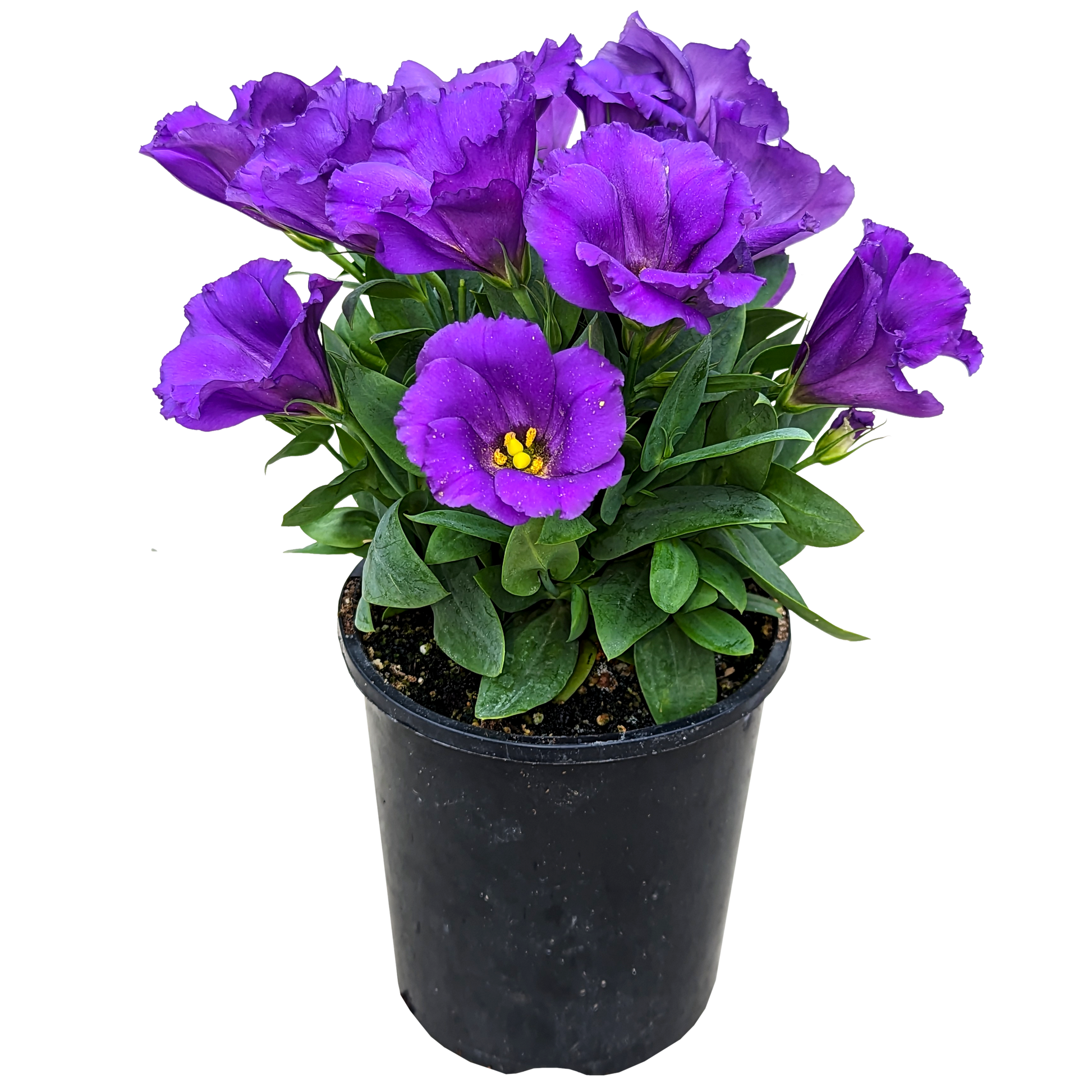 purple flower potted lisianthus