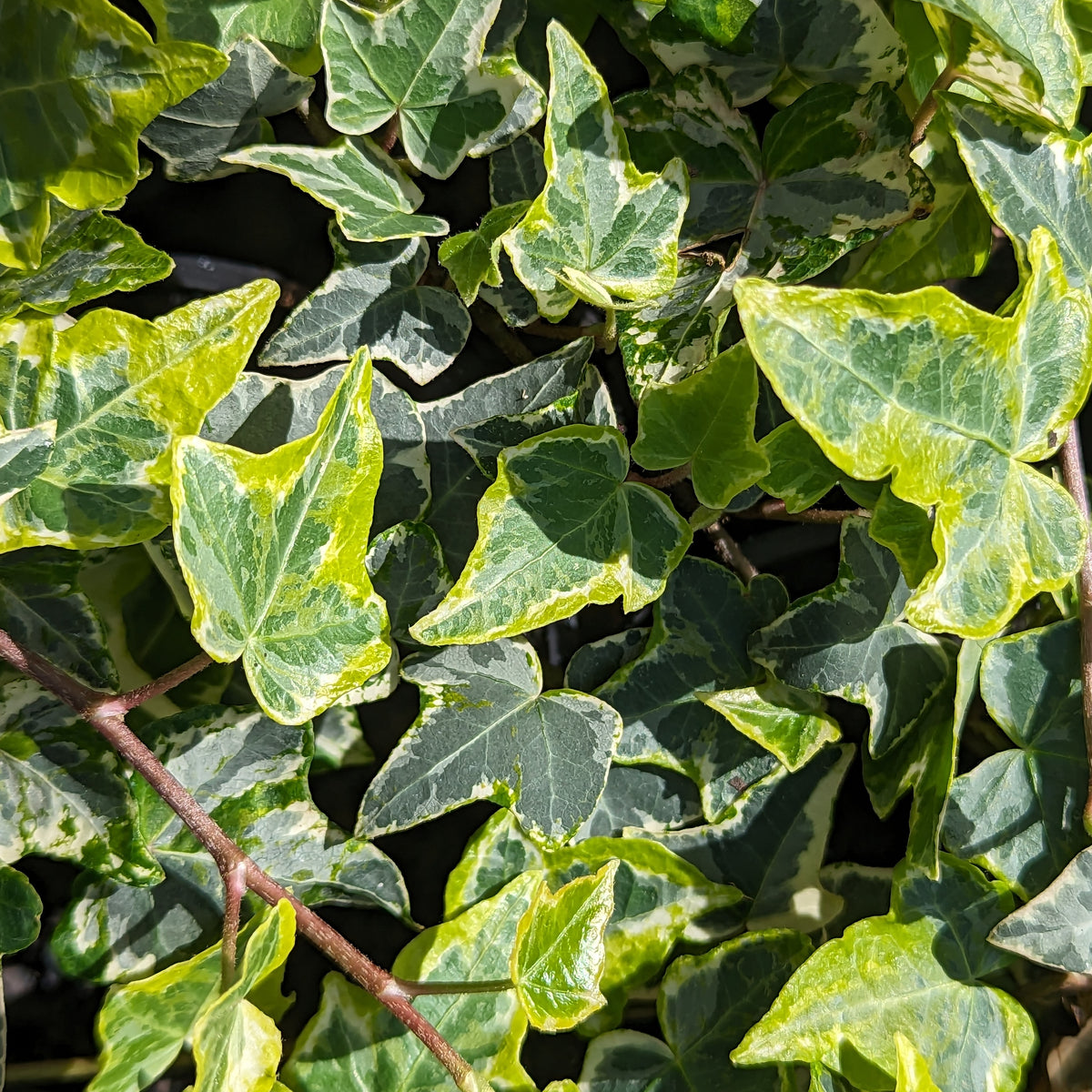 How to: Hedera helix – Our Plant Shop