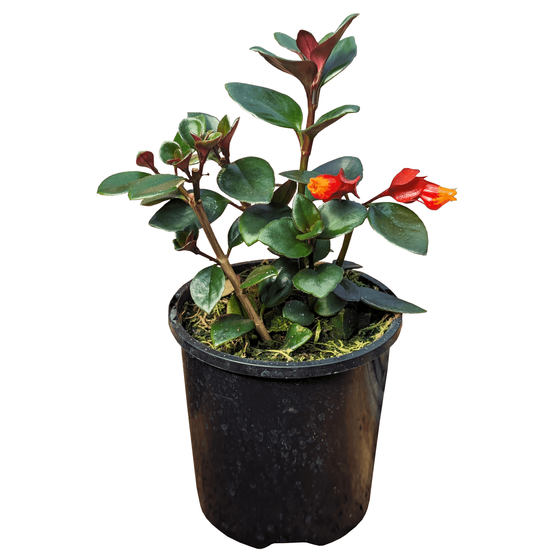 Nematanthus Mae mini