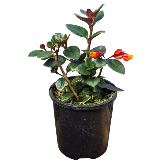 Nematanthus Mae mini