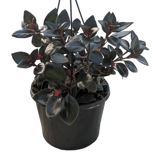 Nematanthus Mae 155mm