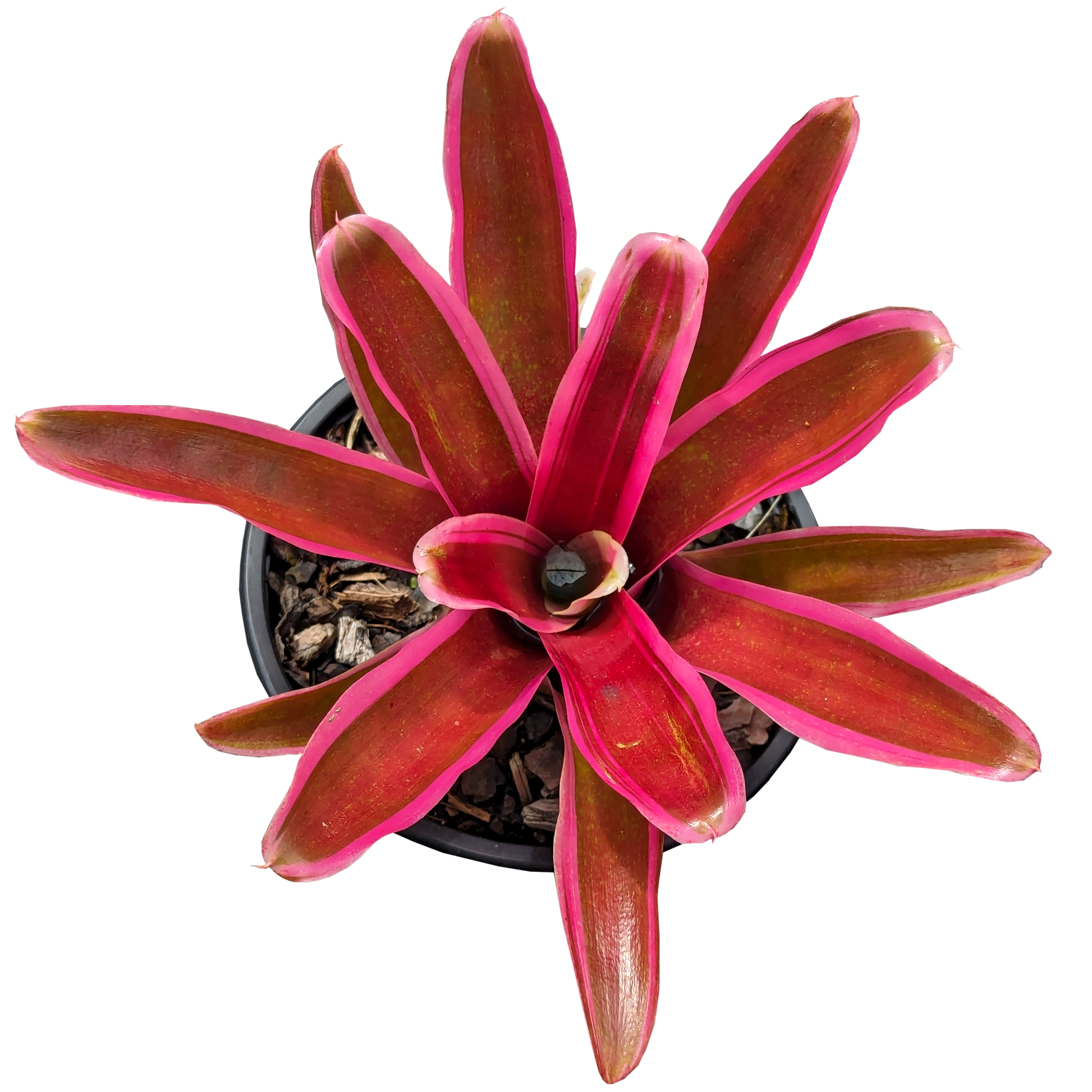 Neoregelia Annick 130mm