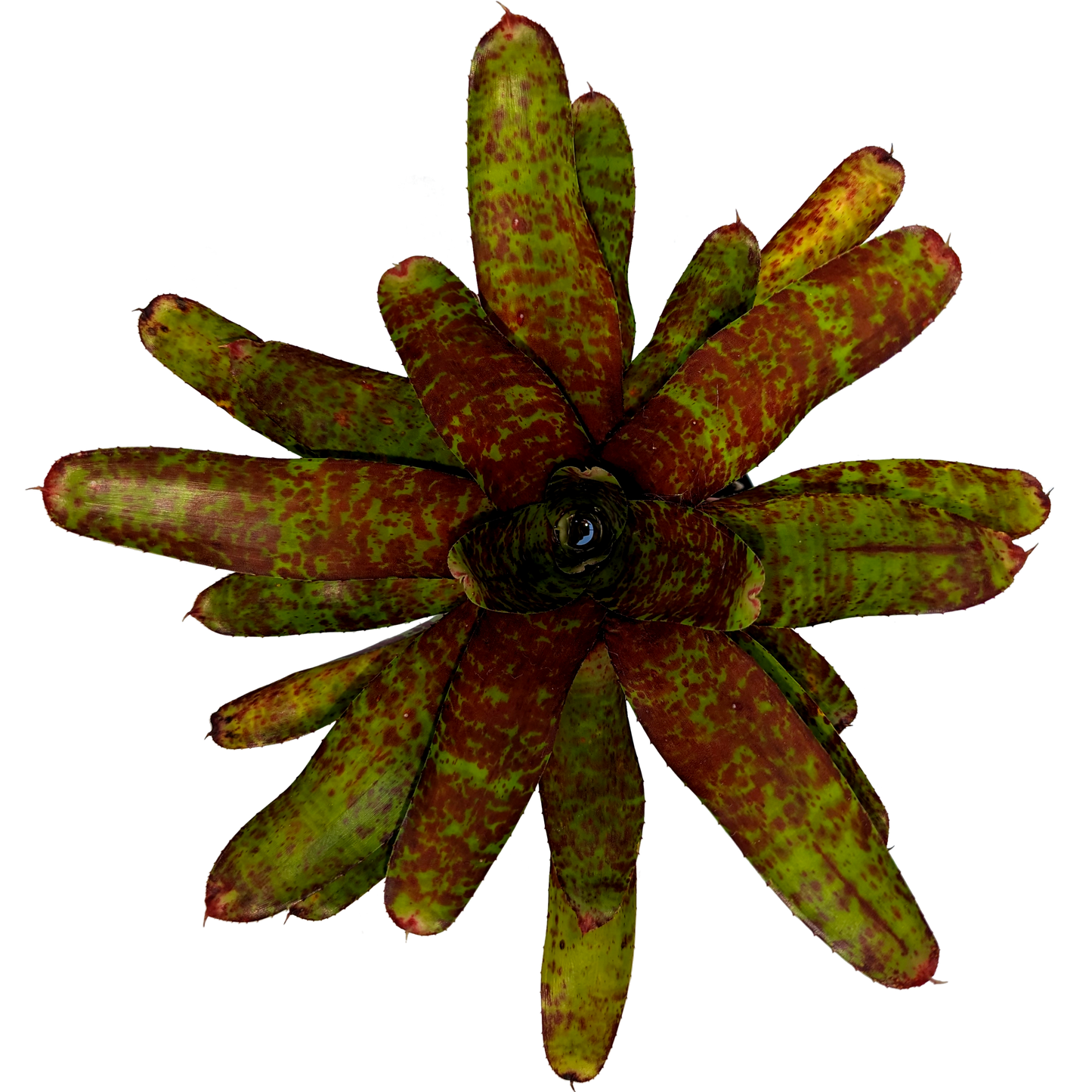 Neoregelia - Betty's Head