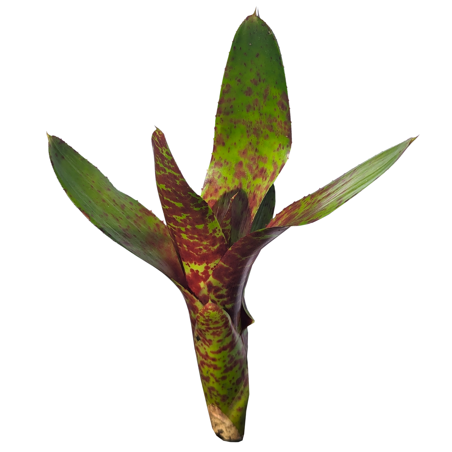 Neoregelia - Betty's Head