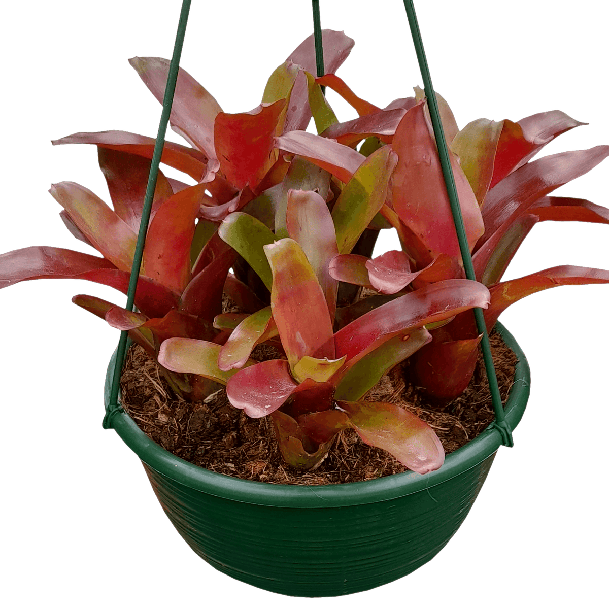 Neoregelia fireball 200mm hanging basket