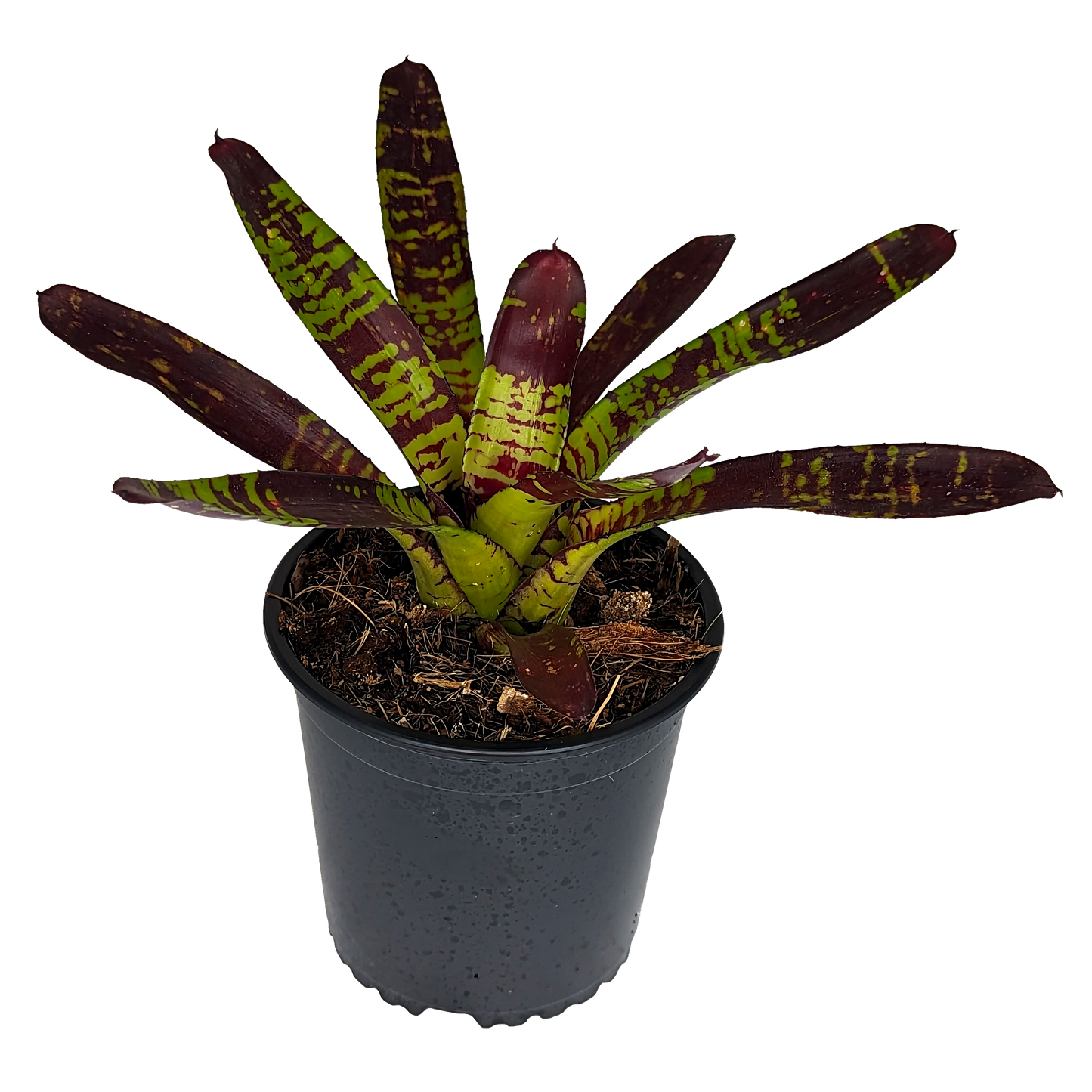 Neoregelia Flash Point 130mm (side)
