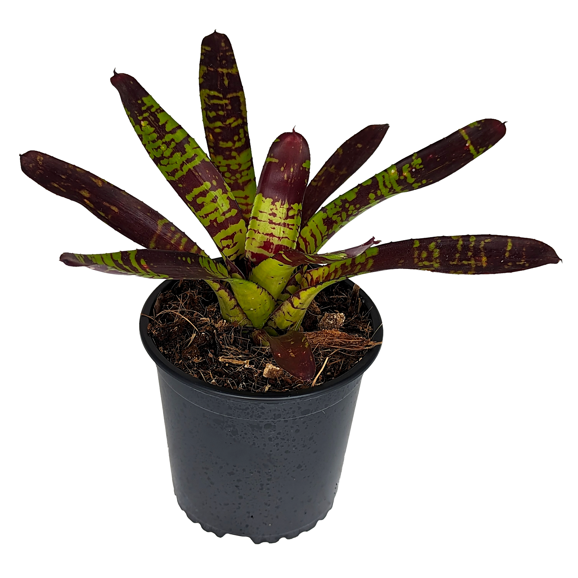 Neoregelia Flash Point 130mm (side)