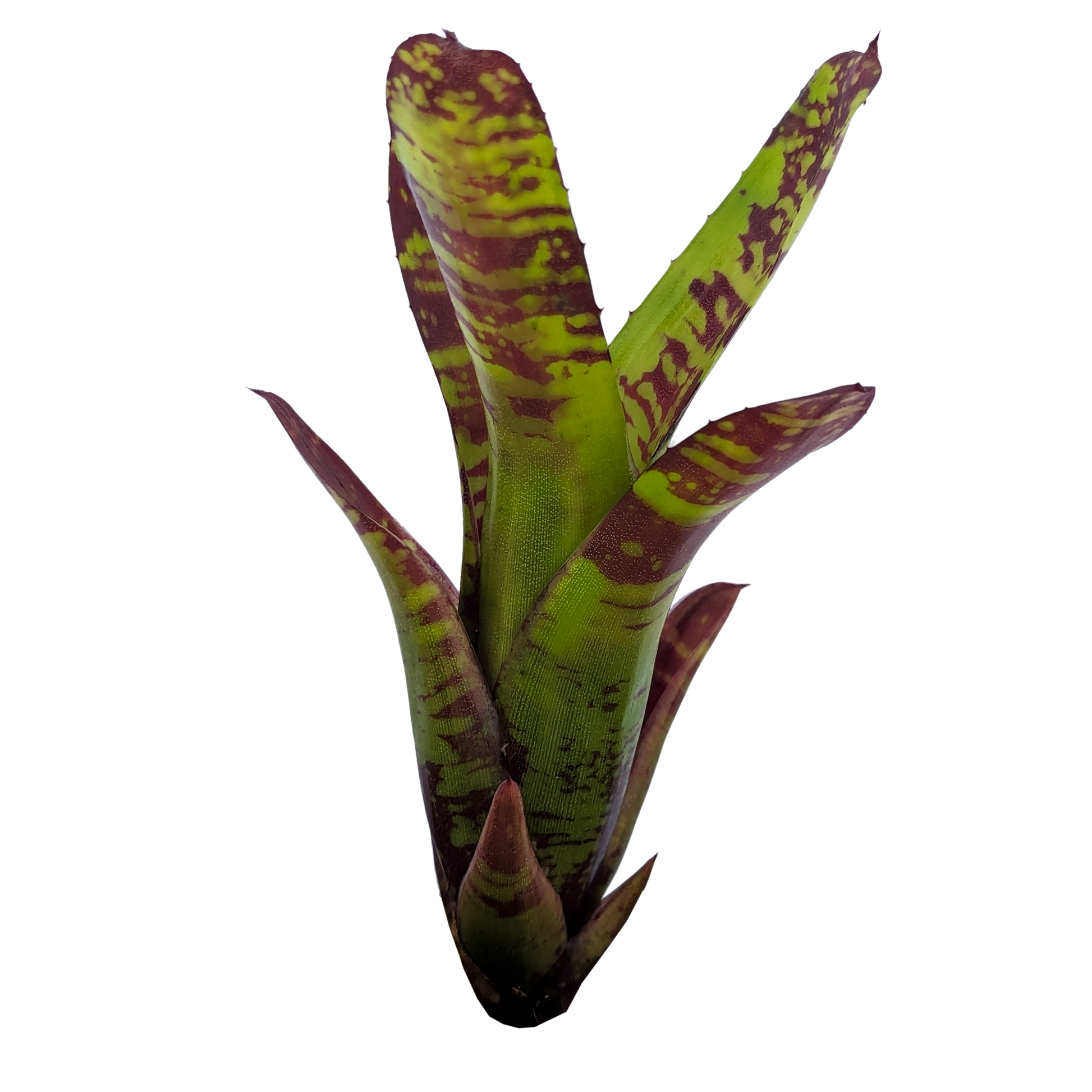 Neoregelia Flash Point Pup