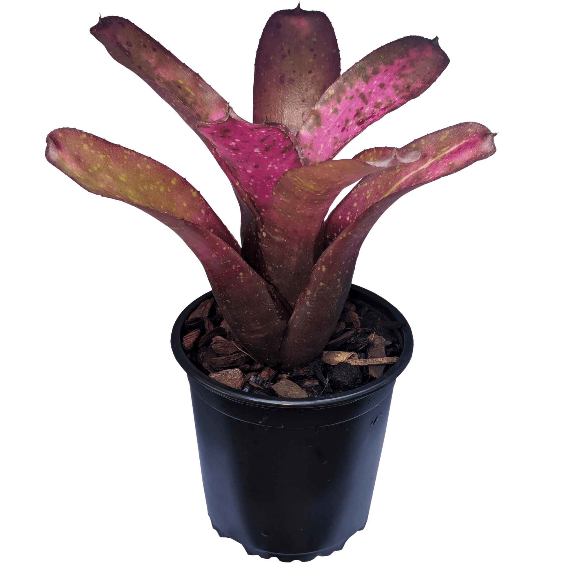 Neoregelia Galaxy