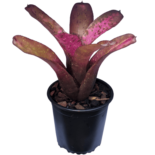 Neoregelia Galaxy