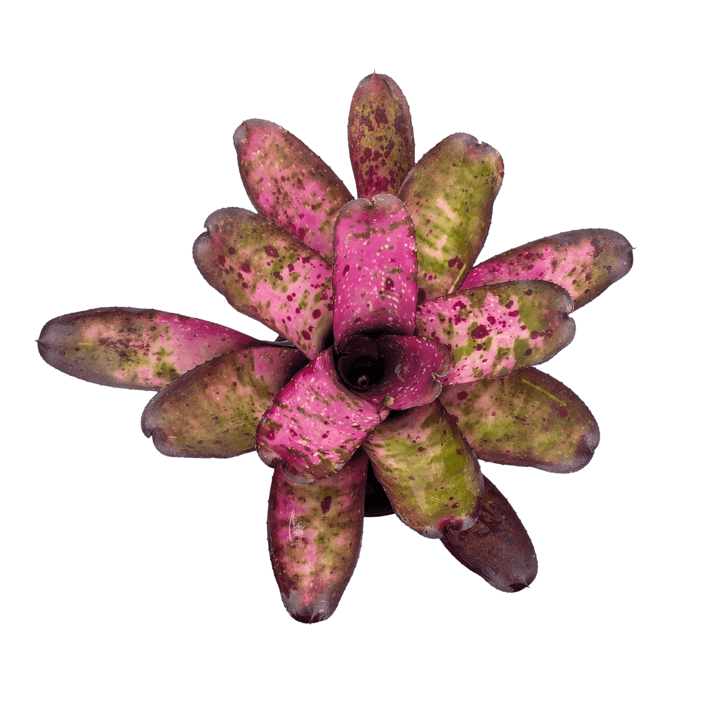 Neoregelia Galaxy above
