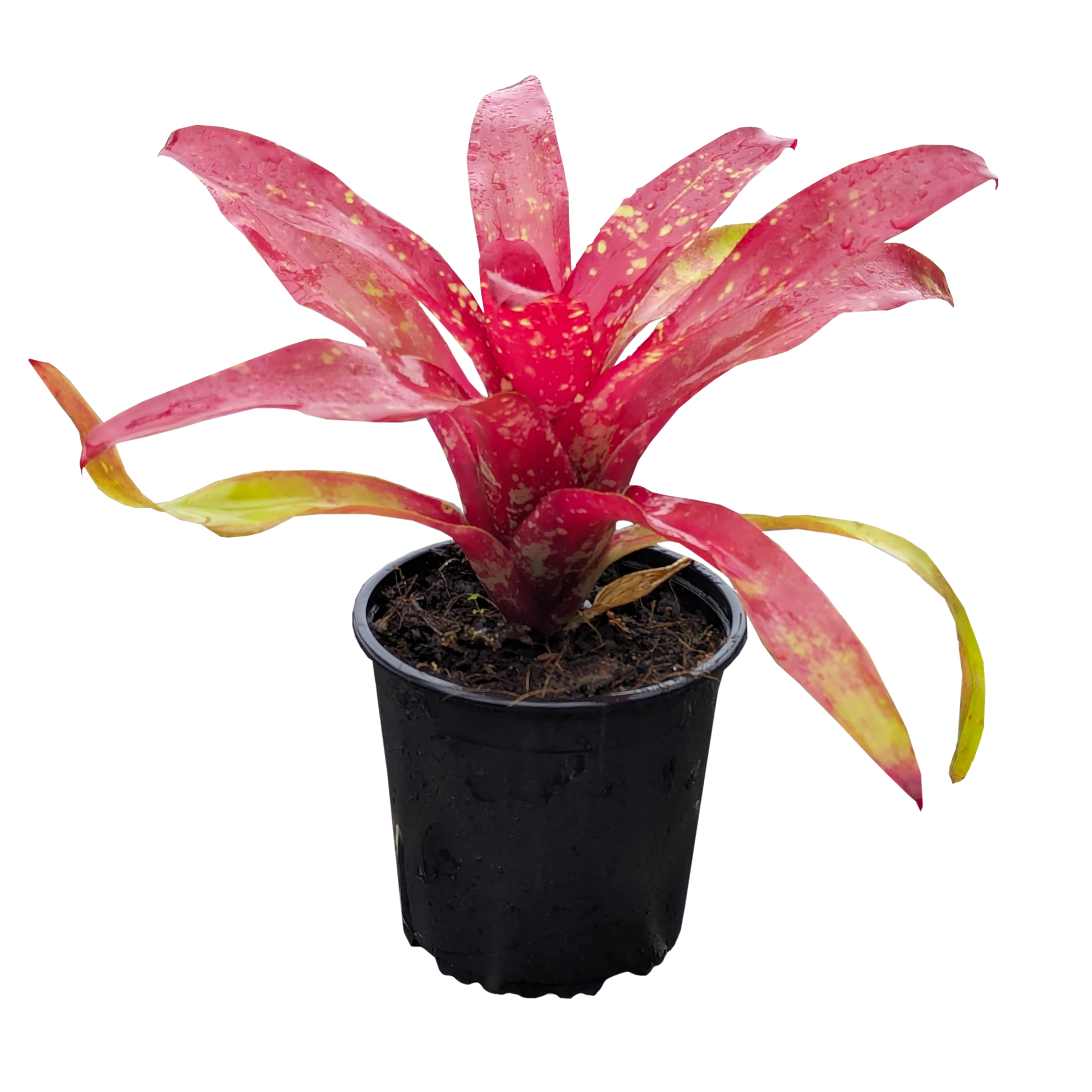 Neoregelia Gazpacho 130mm (side)