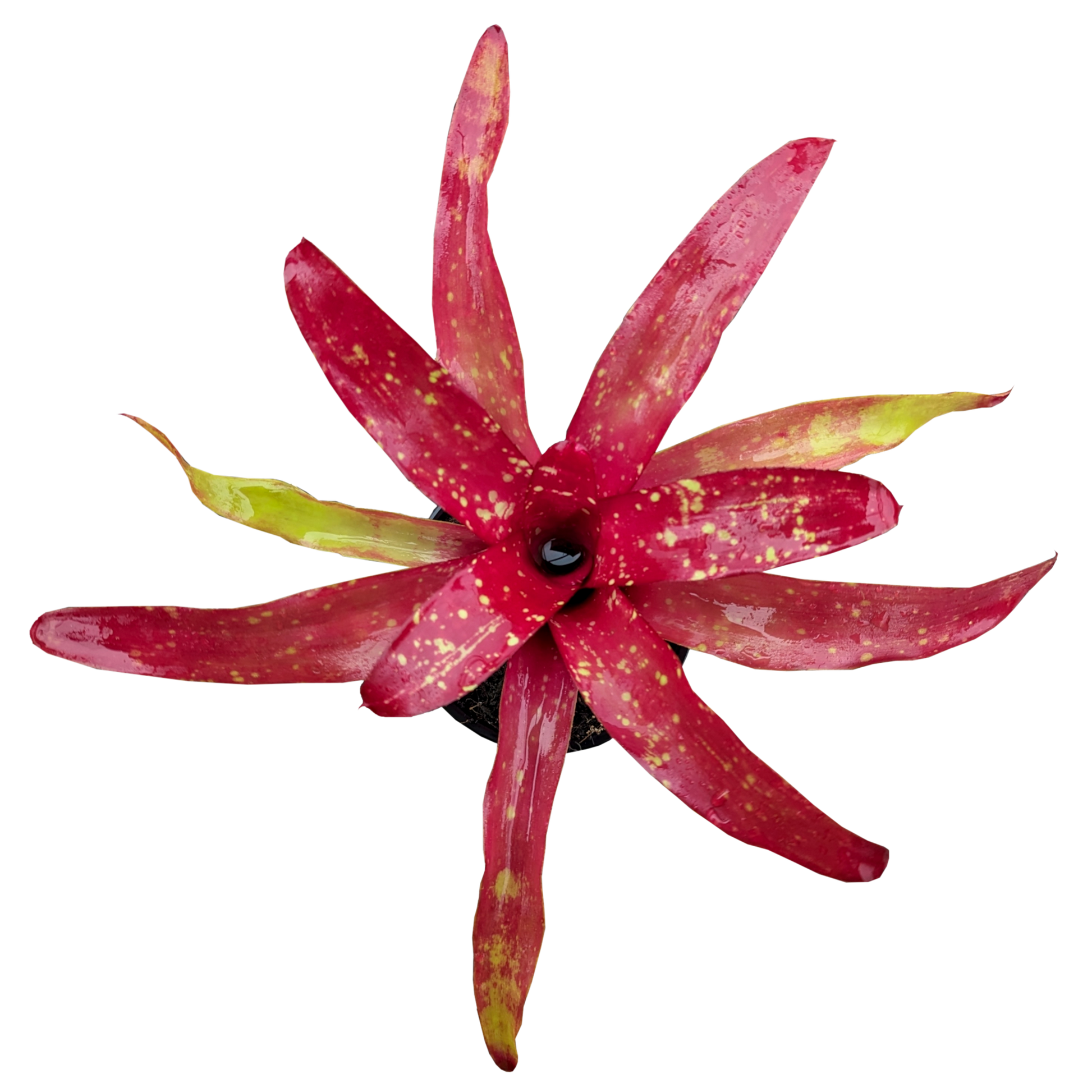 Neoregelia Gazpacho 130mm (top)