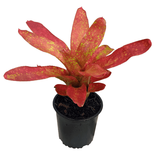 Neoregelia - Gold Fantasy (side)