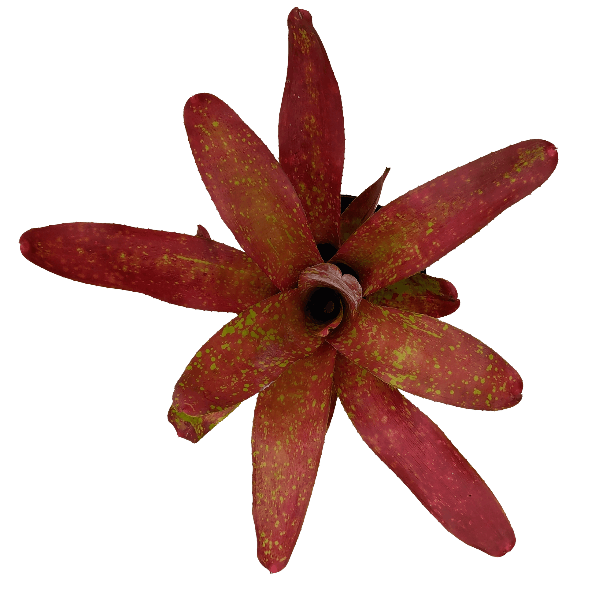 Neoregelia - Gold Fantasy (above)