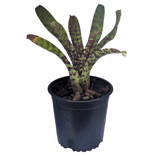 Neoregelia gultata