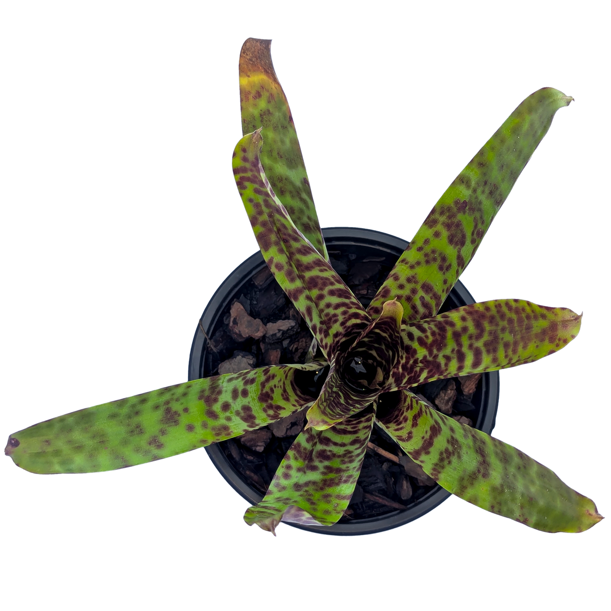 Neoregelia gultata