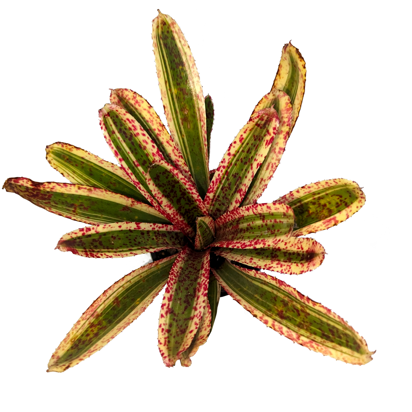 Neoregelia - Heat Rash