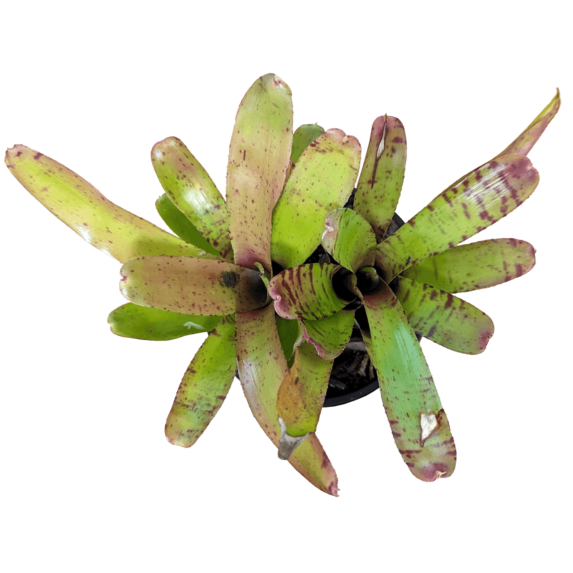Neoregelia - Ritzy above