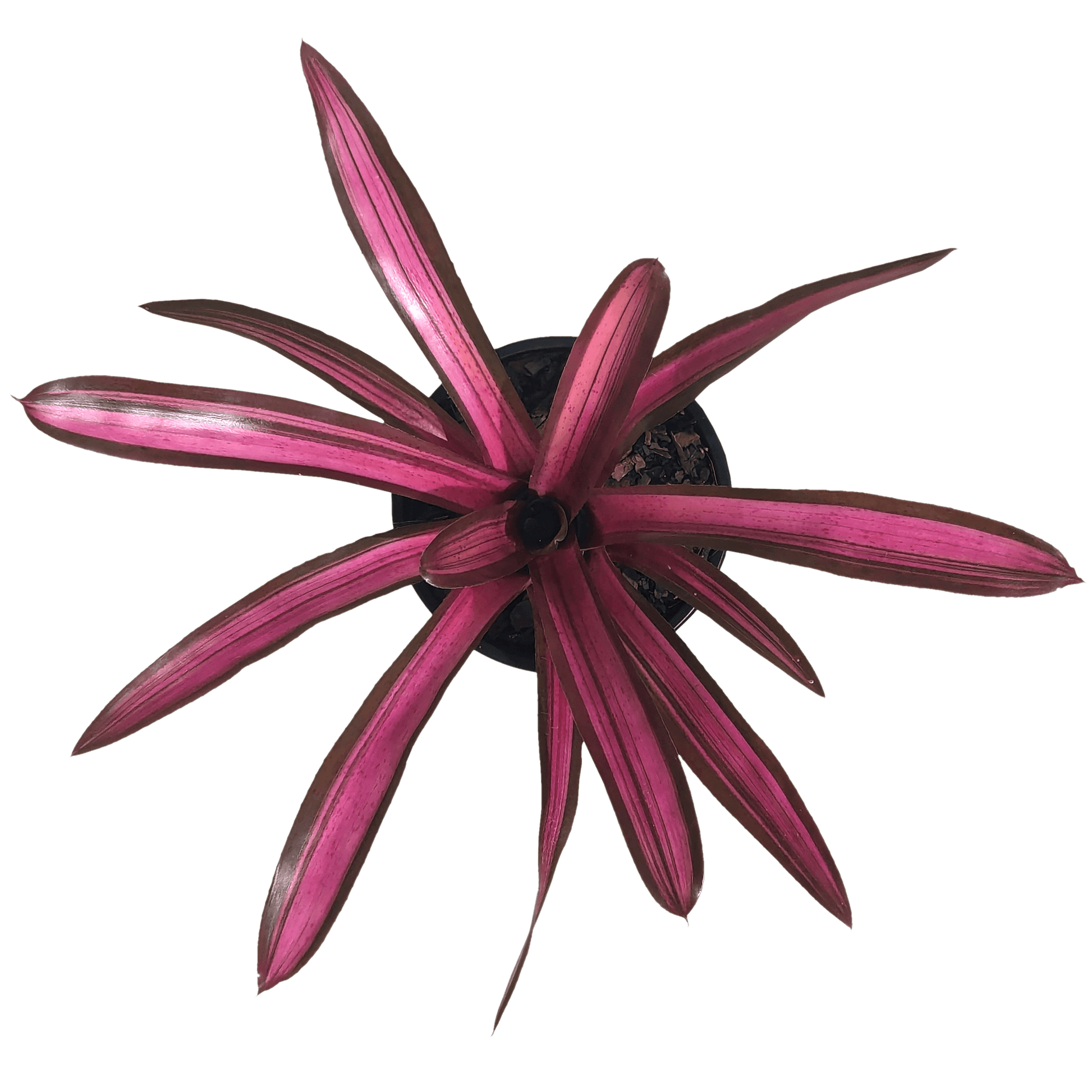 Neoregelia Satsuma Gem above
