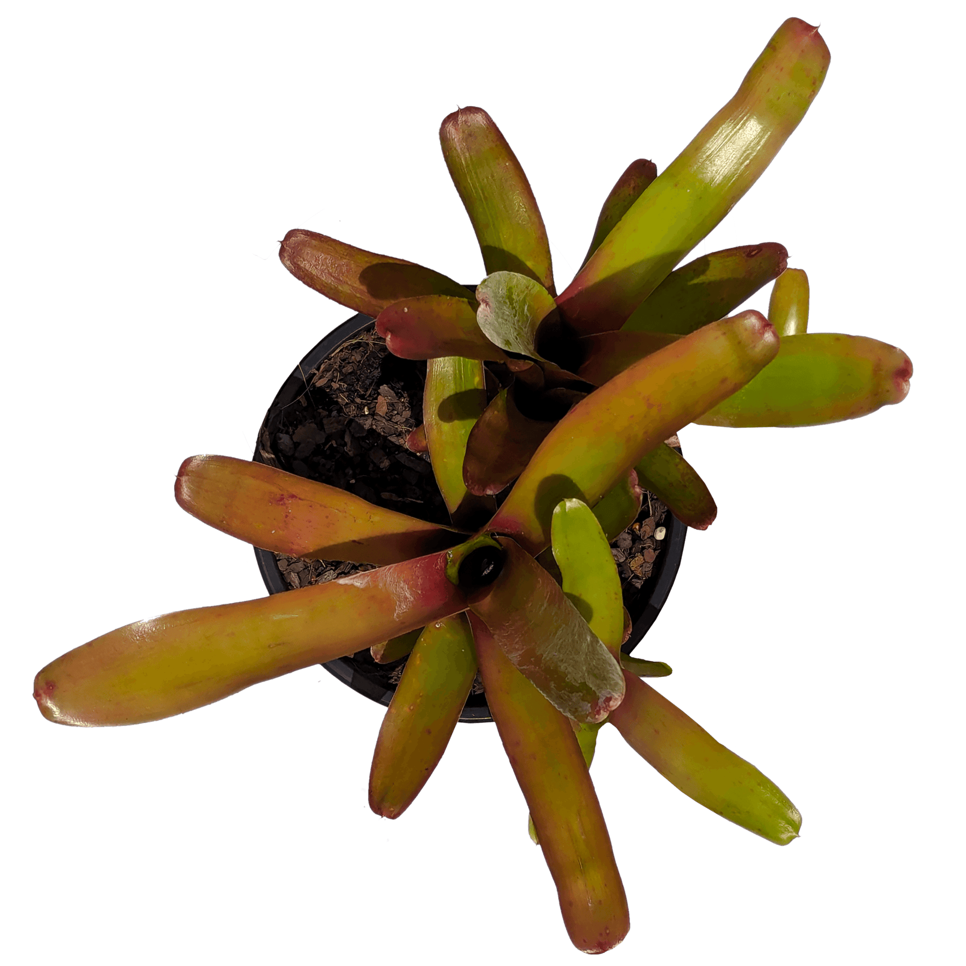 Neoregelia Short and Sweet above